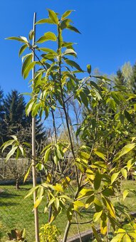 Exotické stále zelené keře - 4