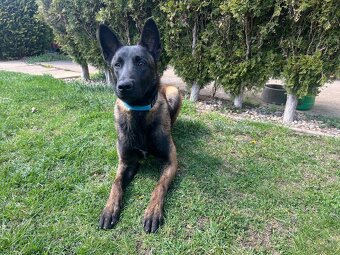 Belgický ovčák Malinois s PP - 4