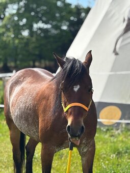 Welsh pony, sekce B - 4