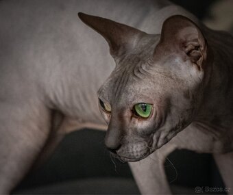 Don sphynx s PP - 4