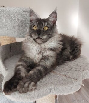 Maine coon, nainska myvalia s PP - 4