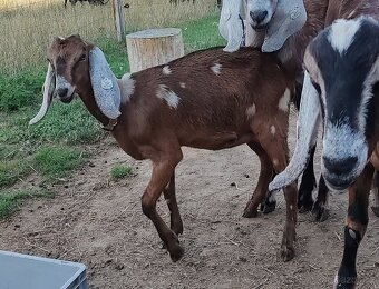 AN kozička možno i s matkou s POP - 4