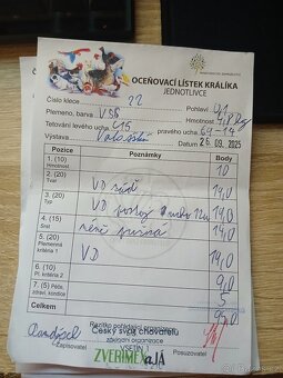 Velký světlý stříbřitý - 4