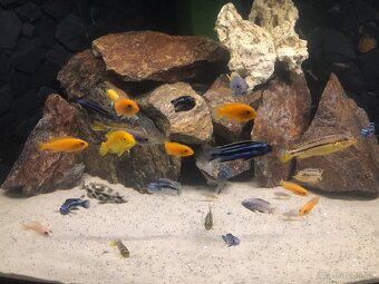 Prodám Akvarium S vybavením - 4