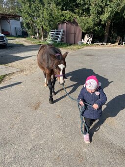 welsh mountain pony A - 4