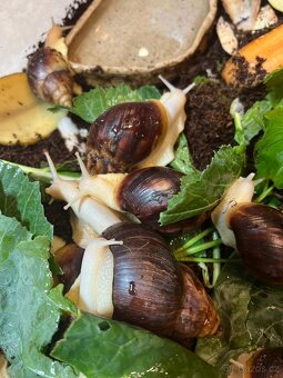 Achatina / africký šnek / oblovka - lisachatina fulica - 4