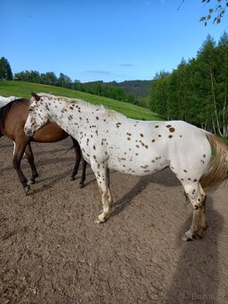 Appaloosa - 4