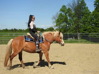 Klisna do rodiny hafling věk 10let výška 148cm - 4