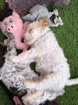 Lagotto romagnolo s PP - 4