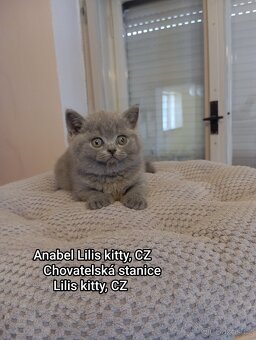 Britská Modrá koťátka s PP - 4