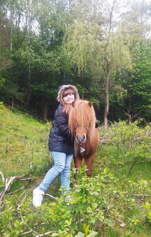 Shetland pony - 4