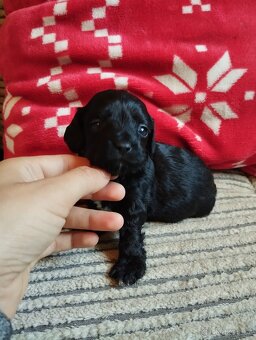 Maltipoo - 4