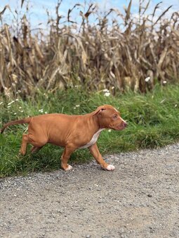 American Bully ABKC - 4