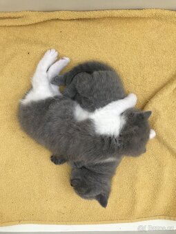 Britské modré koťátko - 4