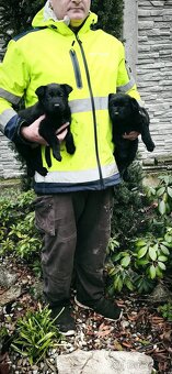 Šteňata  Nemecký  ovčák, BO - 4