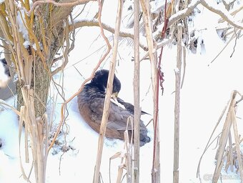 Indický běžec kačer 2025 - 4