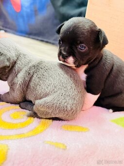 Čivava s PP k rezervaci - 4