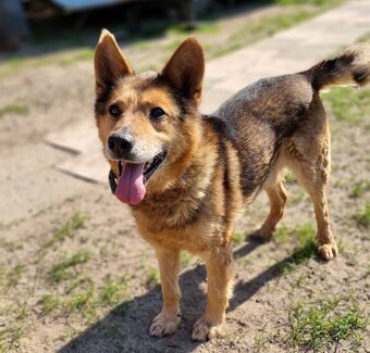 MAXÍČEK K ADOPCI - zlatíčko hledá svoji spřízněnou duši - 4