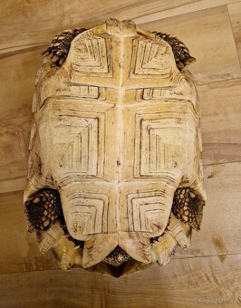 Prodám želvu ostruhatou (Geochleone sulcata) - 4