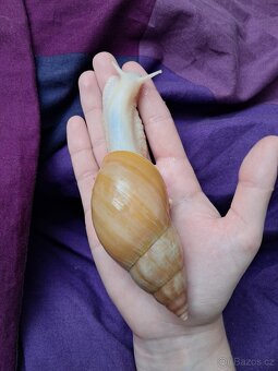 Lissachatina fulica full albino - africký šnek - 4