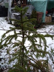 Jedlička a smrček pro Vás  stromeček Natur ze zahrádky - 4