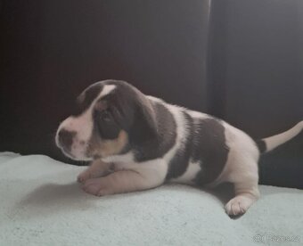 Čistokrevné štěně Jack Russell - kluk František - 4