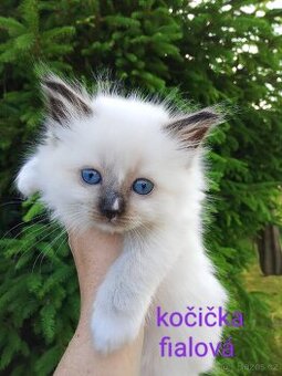 Ragdoll koťátka bez pp - 4