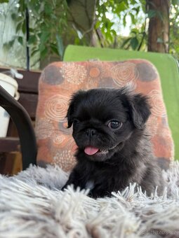Mops - 4