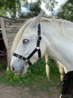 Ohlávky cob,pony, zadní chrániče, zvony - 4