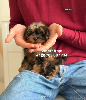 štěňátko maltipoo v černo-hnědé barvě Fenka - 4