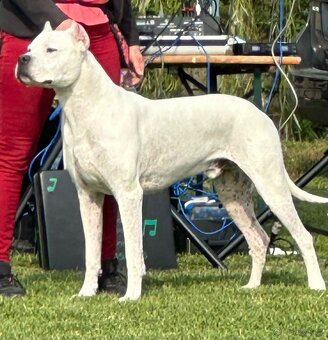 Argentinská doga - krytí - 4