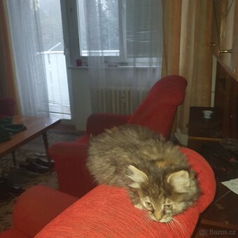 Ponukam maciatko - 4