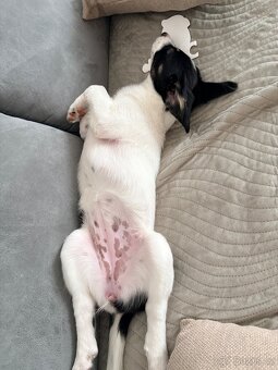 Border kolie x jack russel - 4