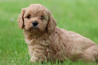 Cavapoo štěňátka - 4