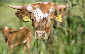 Plemenný býk Texas Longhorn na prodej - 4