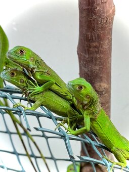 Varani, teju, leguán, zebřička, vakoveverka, gekon, ještěrka - 4