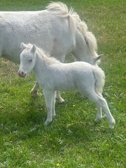 Minihorse klisna 3v1 - 4