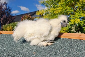 Hedvábnička bílá zdrobnělá bezvousá - kohoutci - 4