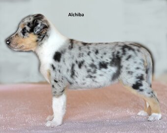 Krátkosrstá kolie - 4