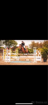 klisna do sportu - 4