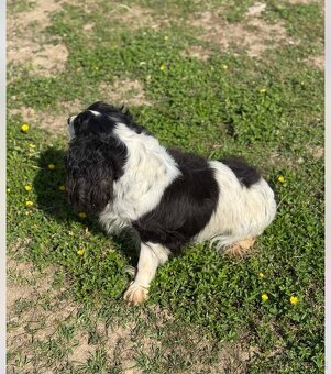 Kavalír-fenečka kastrovaná - 4