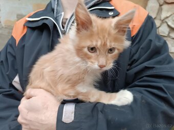 Mainská mývalí - 4