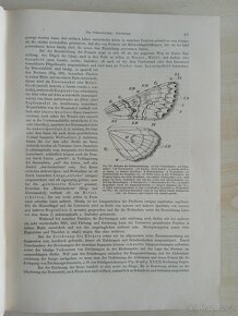 Motýli Evropy - Die schmetterlinge europas 1. Band - 4