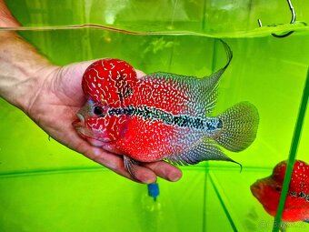 Flowerhorn Super red Dragon. - 4