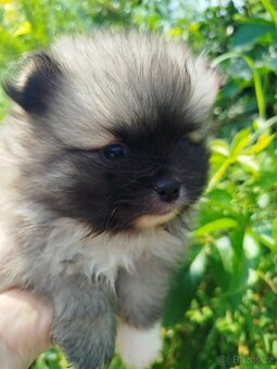 Pomeranian - 4