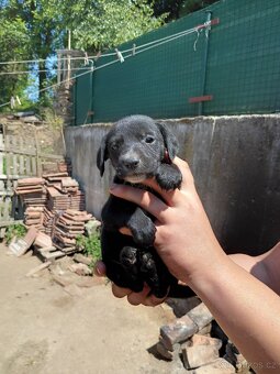 Štěňátka Labrador - 4