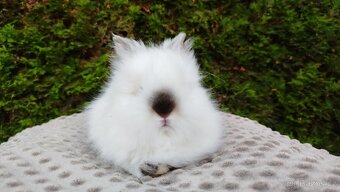 Zakrslý beránek, králíček, králík- ONDŘEJ A OLAF - 4