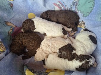 Lagotto romagnolo - štěňata s PP - 4