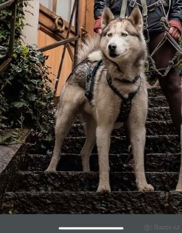 Sibiřský Husky bez PP. Havířov - 4