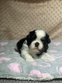 Shih tzu s PP - 4